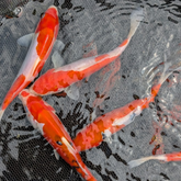 Japanese Koi 6-7"